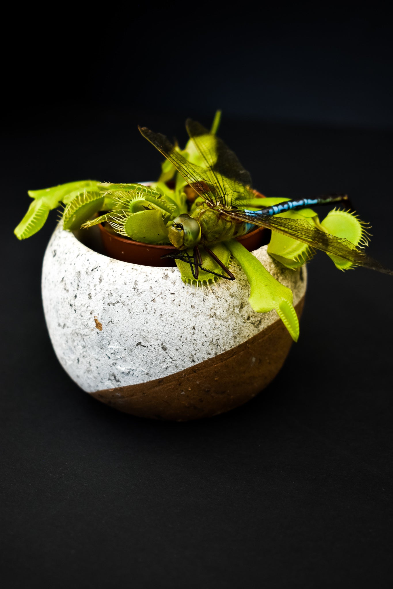 Mini plant box - "The Jaws", Venus Flytrap, Dionaea muscipula (3 plants) - Belle's Greenhouse