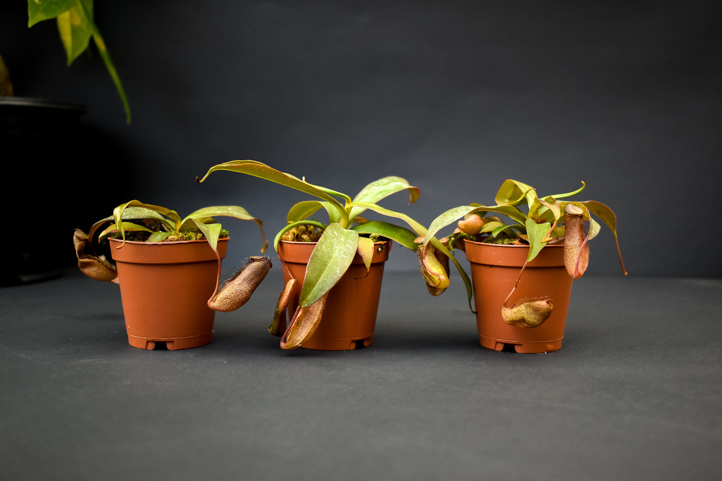 Mini plant box - " Thirsty Thursday" Pitcher Plants, Nepenthes Rebecca (3 plants) - Belle's Greenhouse