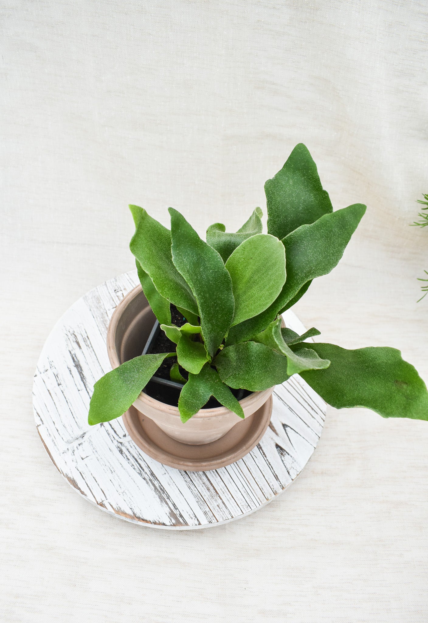 Staghorn Fern - Belle's Greenhouse