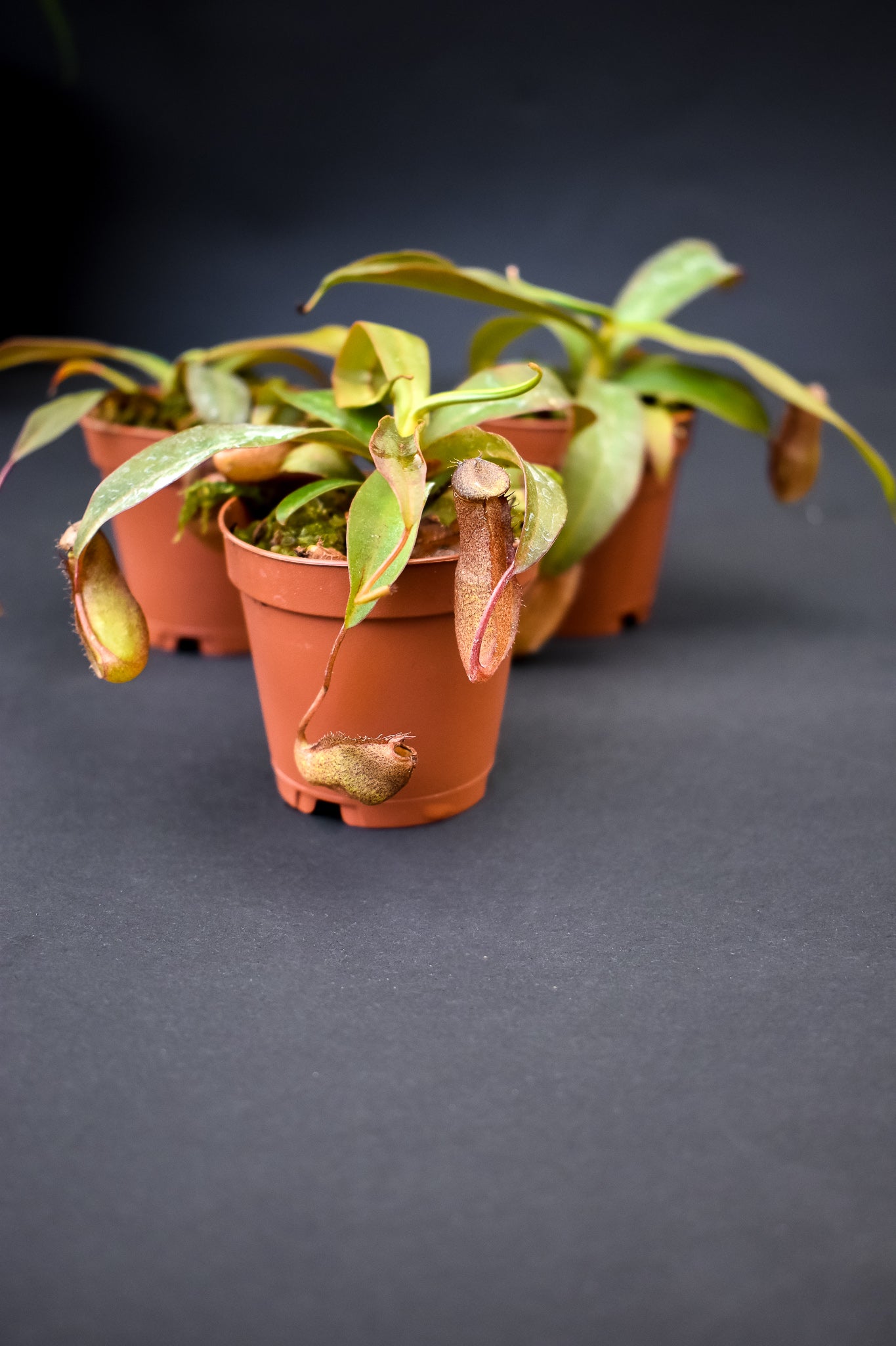 Mini plant box - " Thirsty Thursday" Pitcher Plants, Nepenthes Rebecca (3 plants) - Belle's Greenhouse