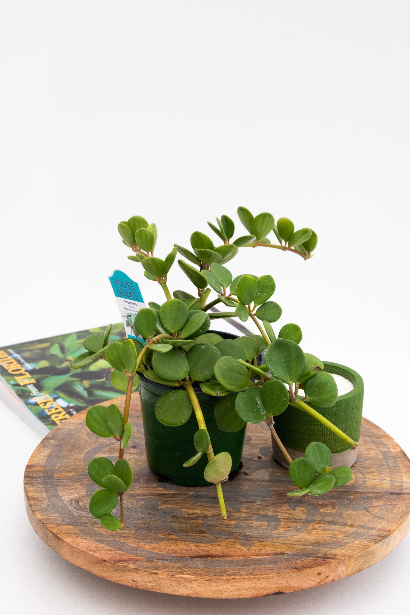 Peperomia Hope - Belle's Greenhouse