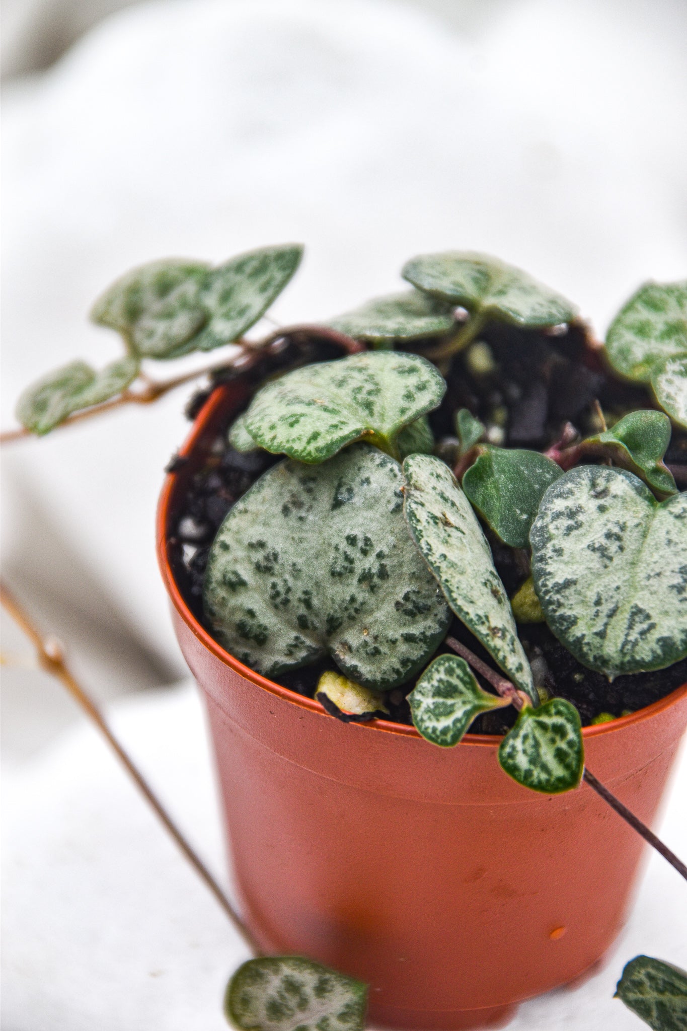 String of Turtles, Peperomia Prostrata plant - Belle's Greenhouse