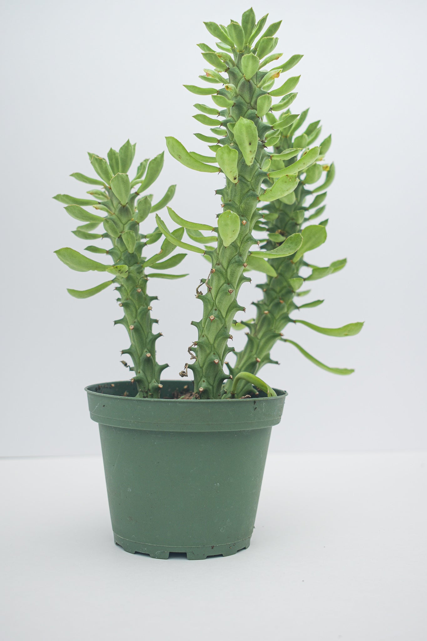 Euphorbia Guentheri (Sausage Spurge) - Belle's Greenhouse
