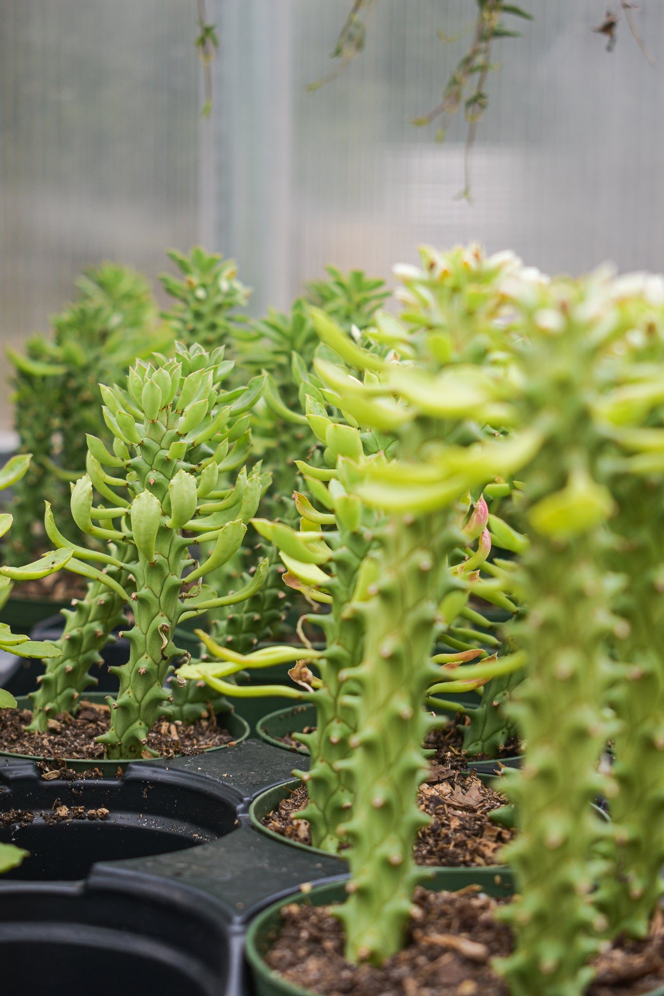 Euphorbia Guentheri (Sausage Spurge) - Belle's Greenhouse