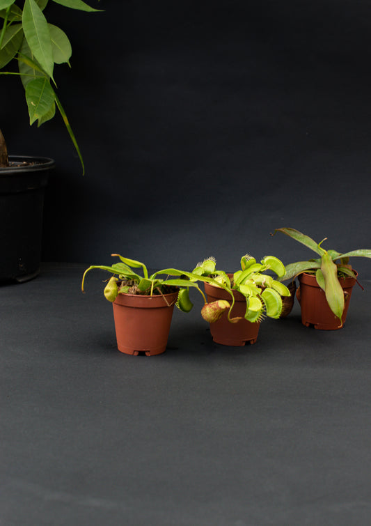 Mini plant box - " Little Predators" includes: 2"Nepenthes 'Gaya', 'Nepenthes Rebecca' and Venus Flytrap - Belle's Greenhouse