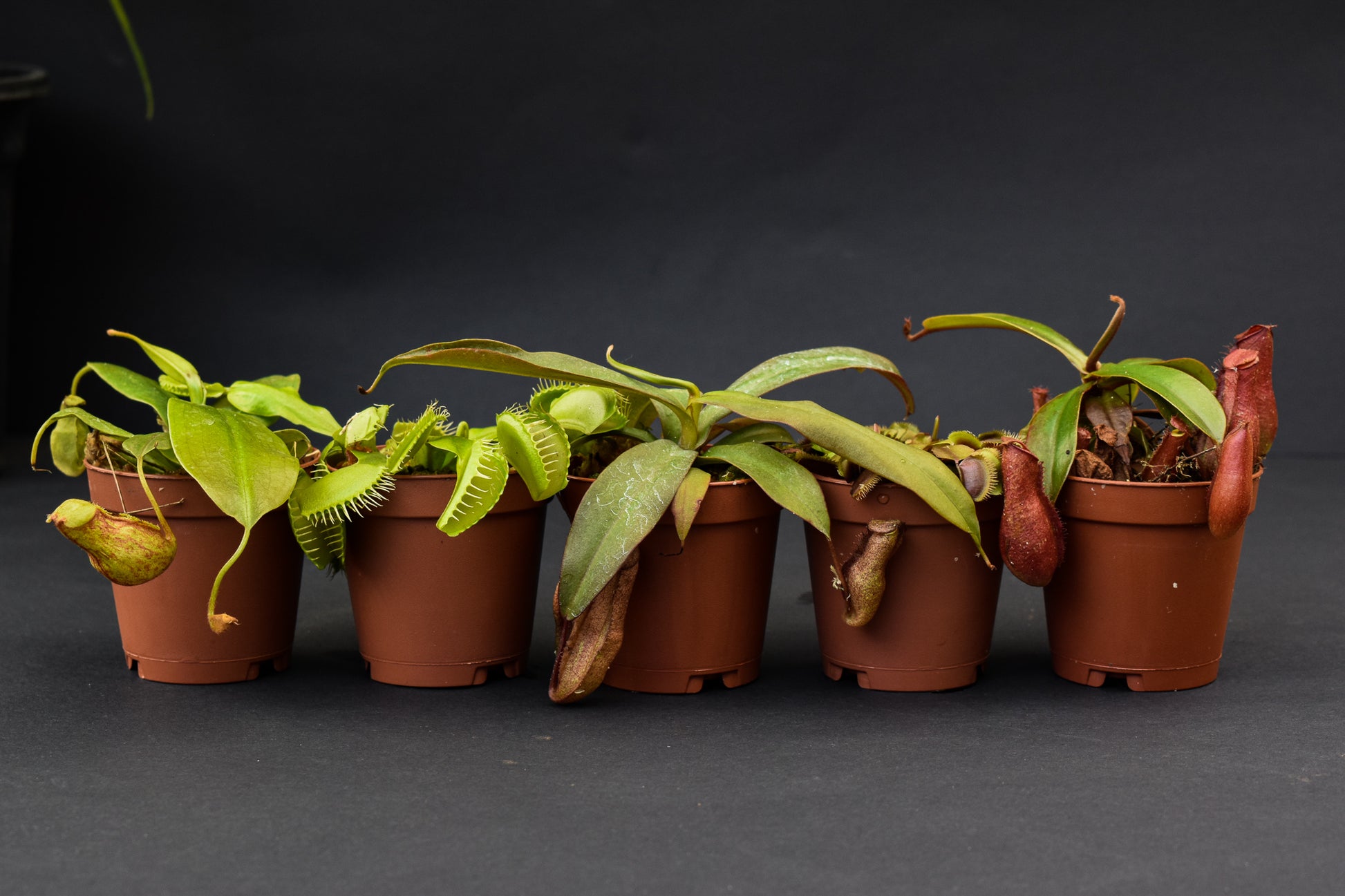 Mini plant box - " The Ultimate Predator" includes: 2" Nepenthes 'Gaya', Nepenthes 'Rebecca' Nepenthes 'Bloody Mary' and Venus Flytrap, 'Red Dragon' Venus Flytrap - Belle's Greenhouse