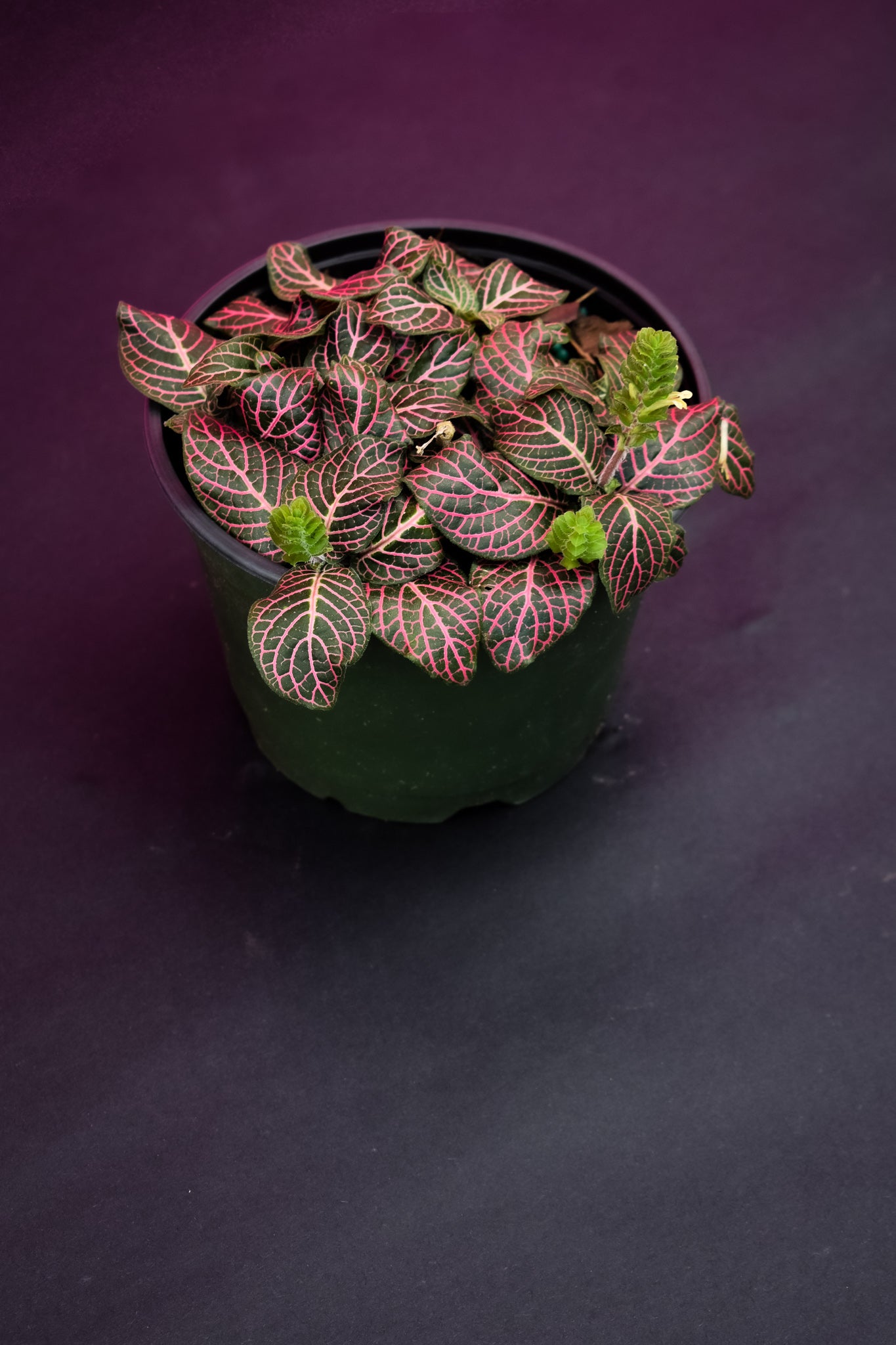 Fittonia Pink Angel (Nerve Plant) - Belle's Greenhouse
