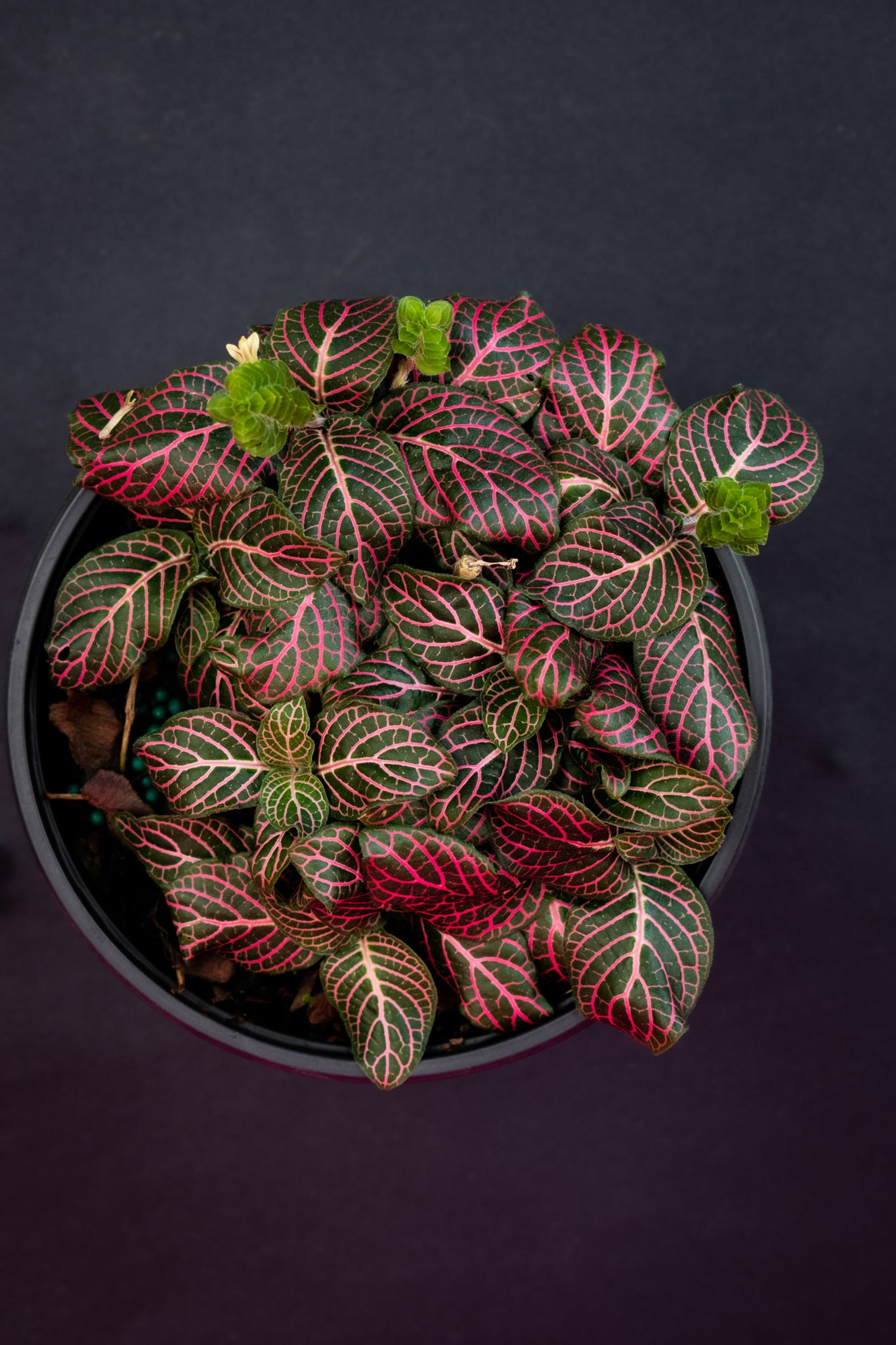 Fittonia Pink Angel (Nerve Plant) - Belle's Greenhouse