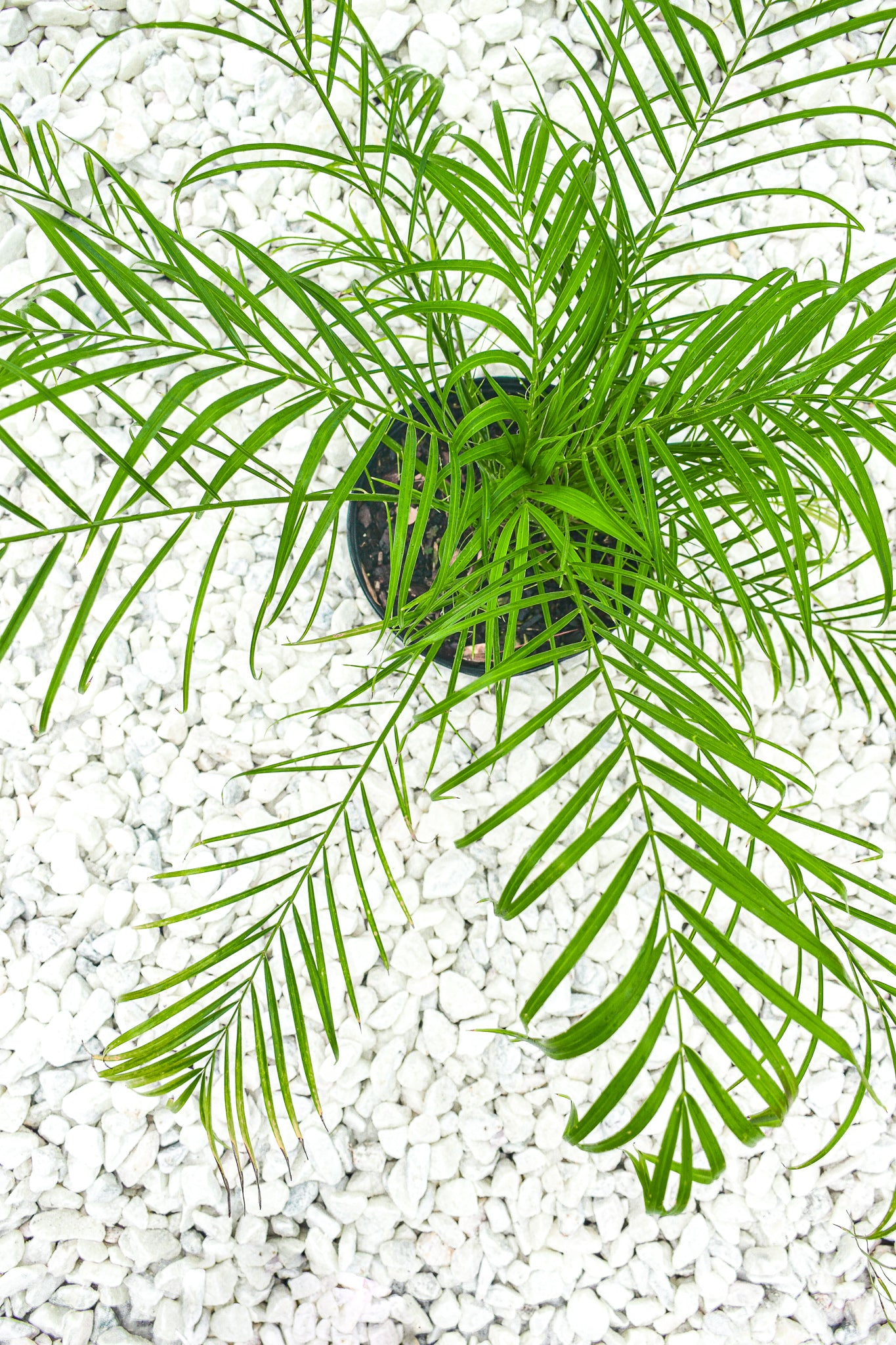 Pygmy Date Palm, Phoenix Roebelenii - Belle's Greenhouse
