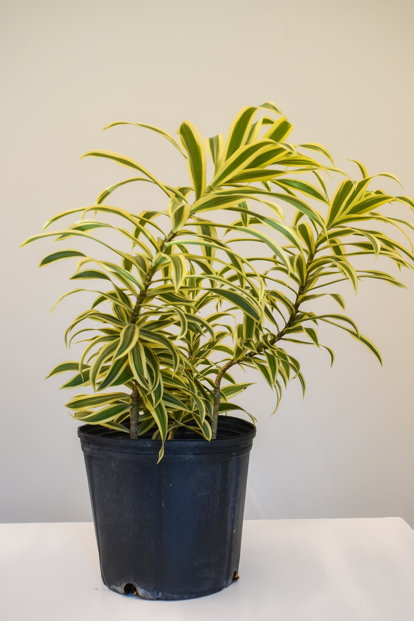 Song of India Dracaena - Belle's Greenhouse