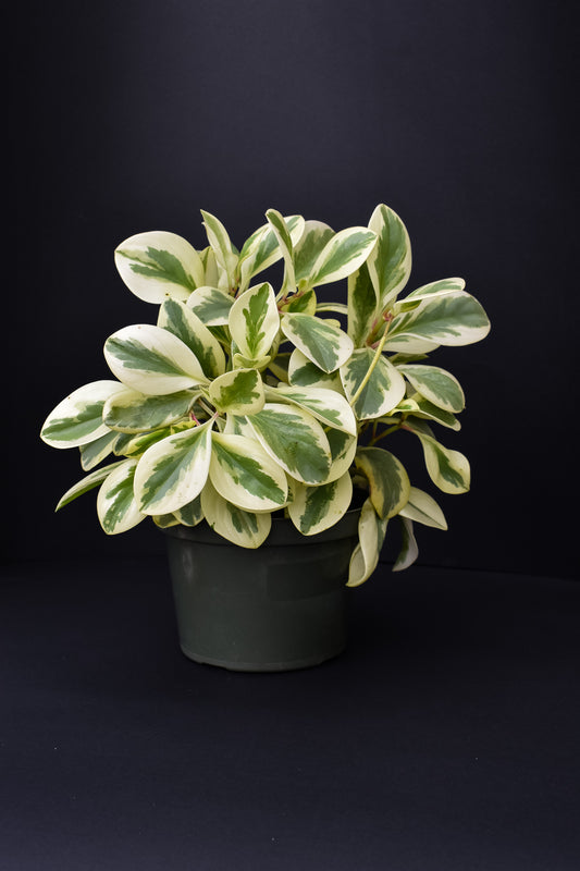 Green Gold Peperomia - Belle's Greenhouse