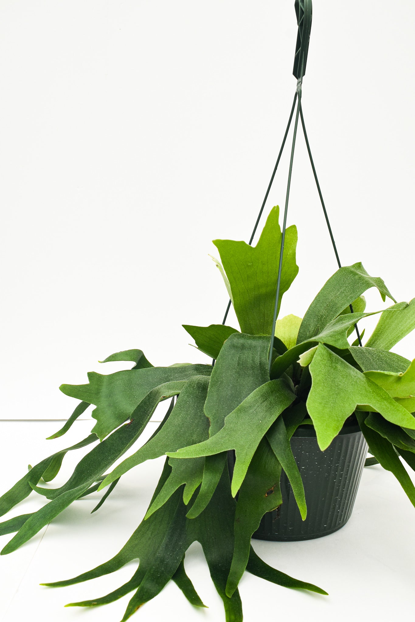 Staghorn Fern  Hanging Basket 8" - Belle's Greenhouse