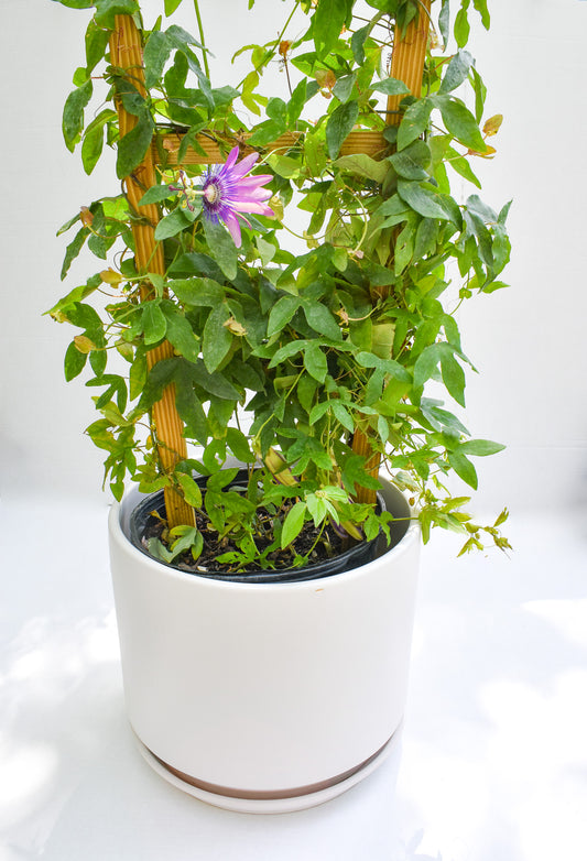 Purple Passionflower, Passiflora Incarnata