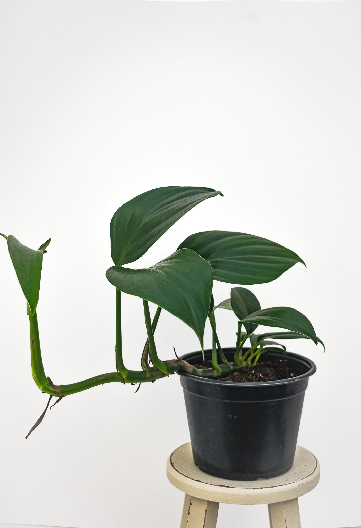 Rhaphidophora Decursiva - Dragon Tail Plant - Belle's Greenhouse