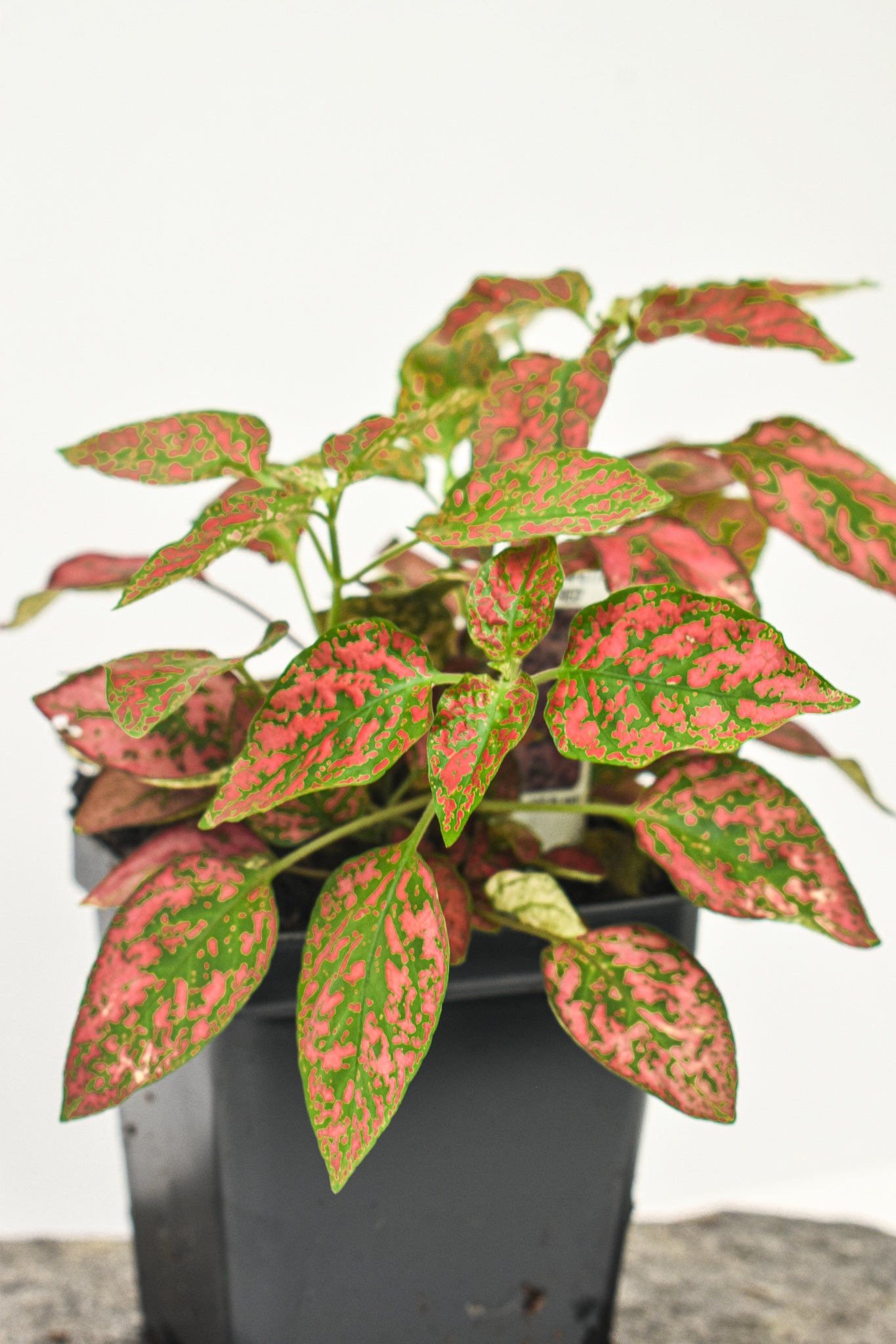 Polka Dot Plant, 'Confetti White/ Confetti Pink' - Belle's Greenhouse