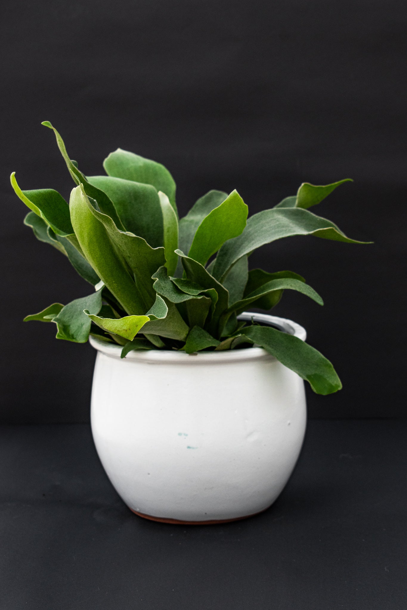 Staghorn Fern - Belle's Greenhouse