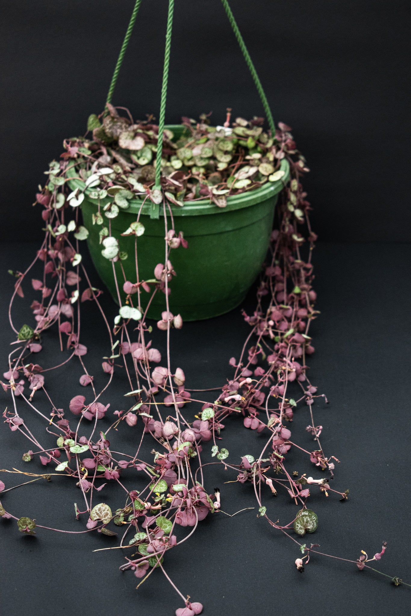 String of Heart (Ceropegia Woodii). - Belle's Greenhouse