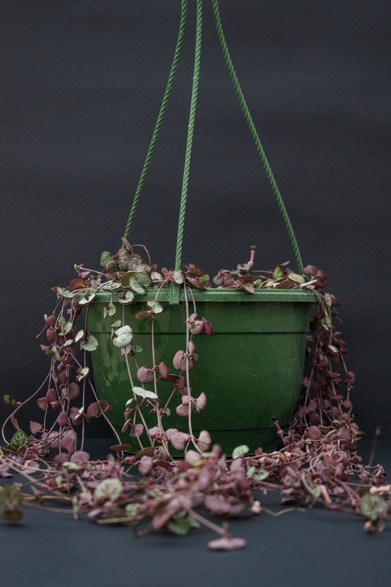 String of Heart (Ceropegia Woodii). - Belle's Greenhouse