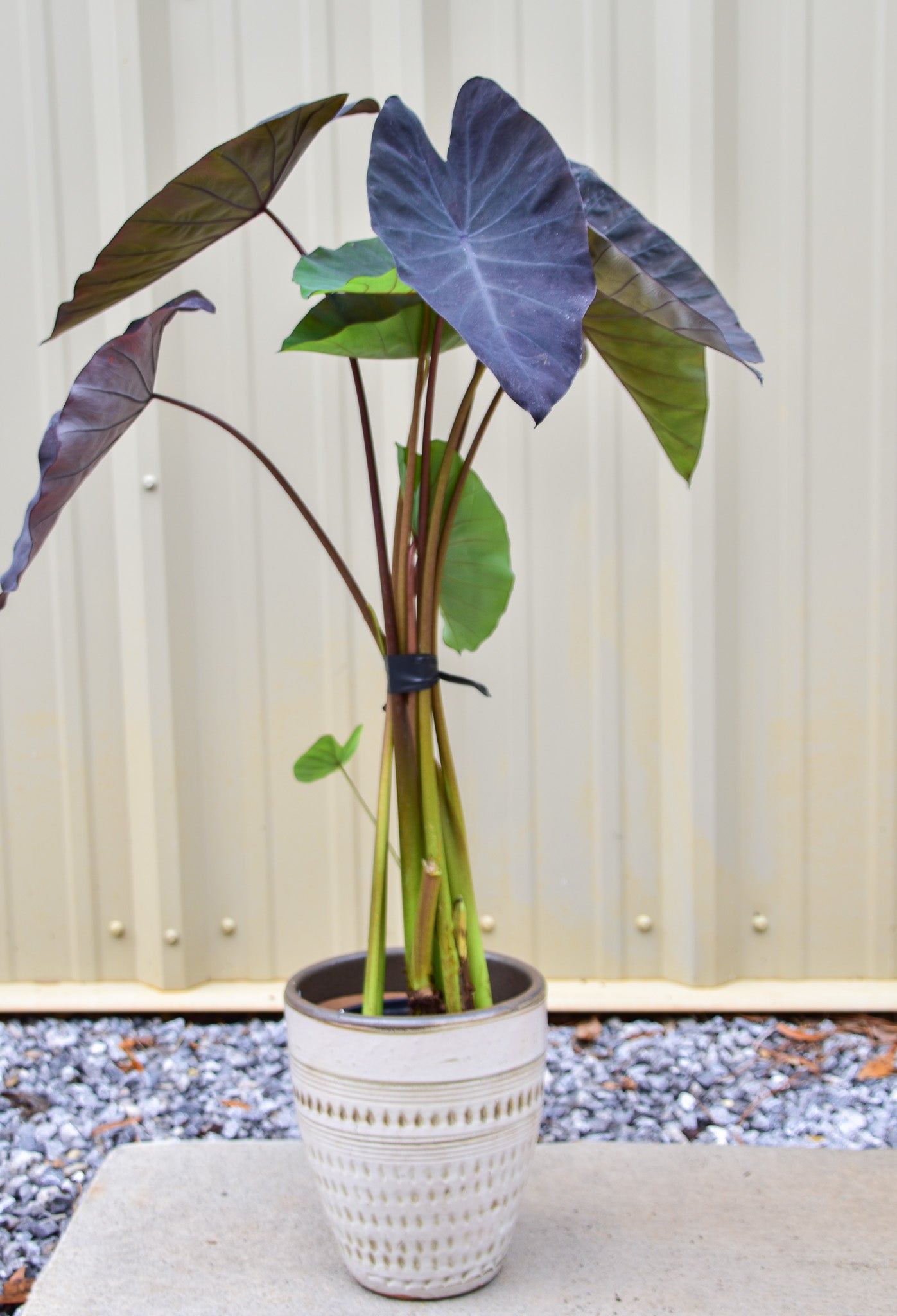 Colocasia Black Magic Esculenta, Black Elephant Ear - Belle's Greenhouse
