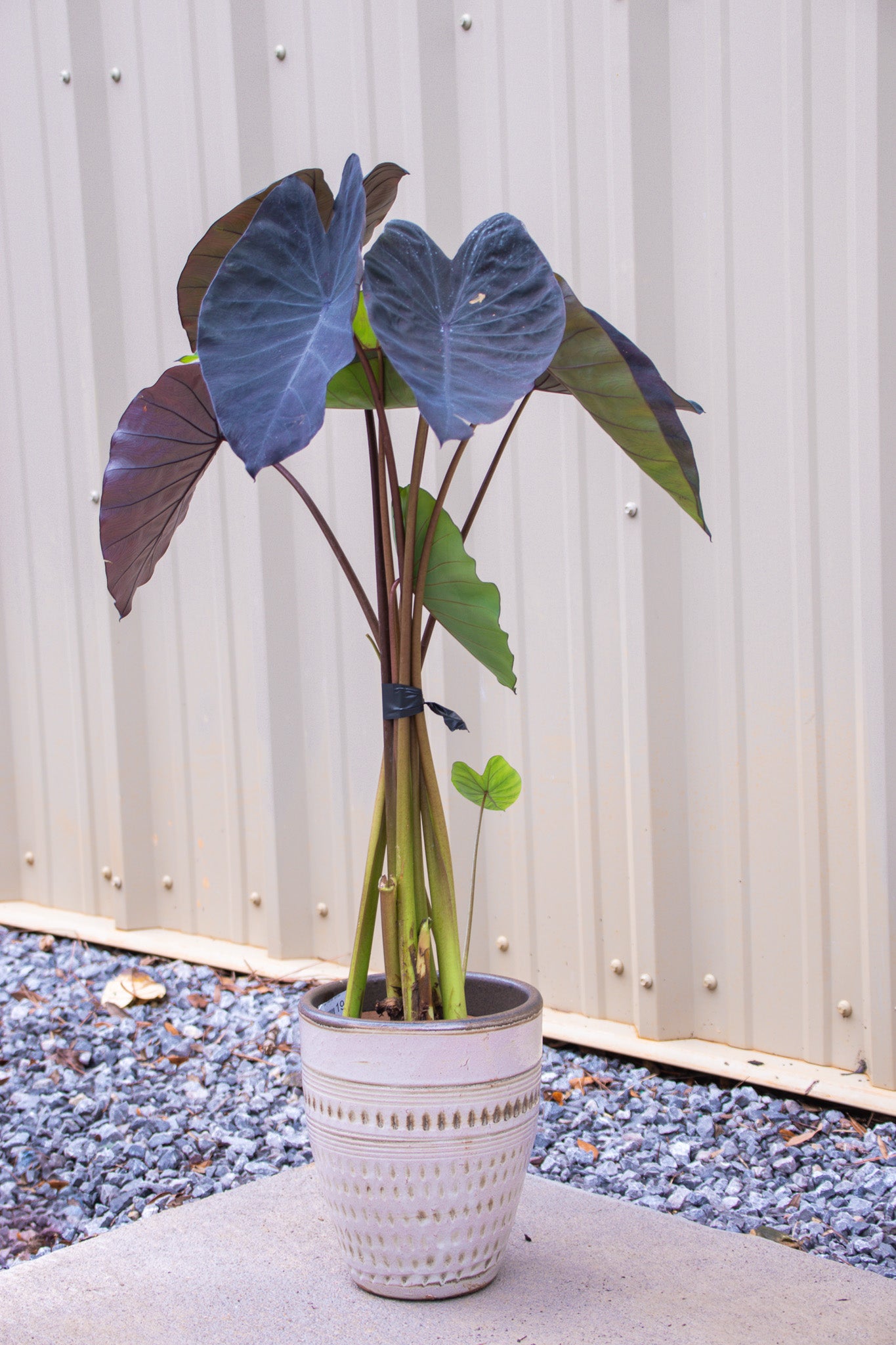Colocasia Black Magic Esculenta, Black Elephant Ear - Belle's Greenhouse