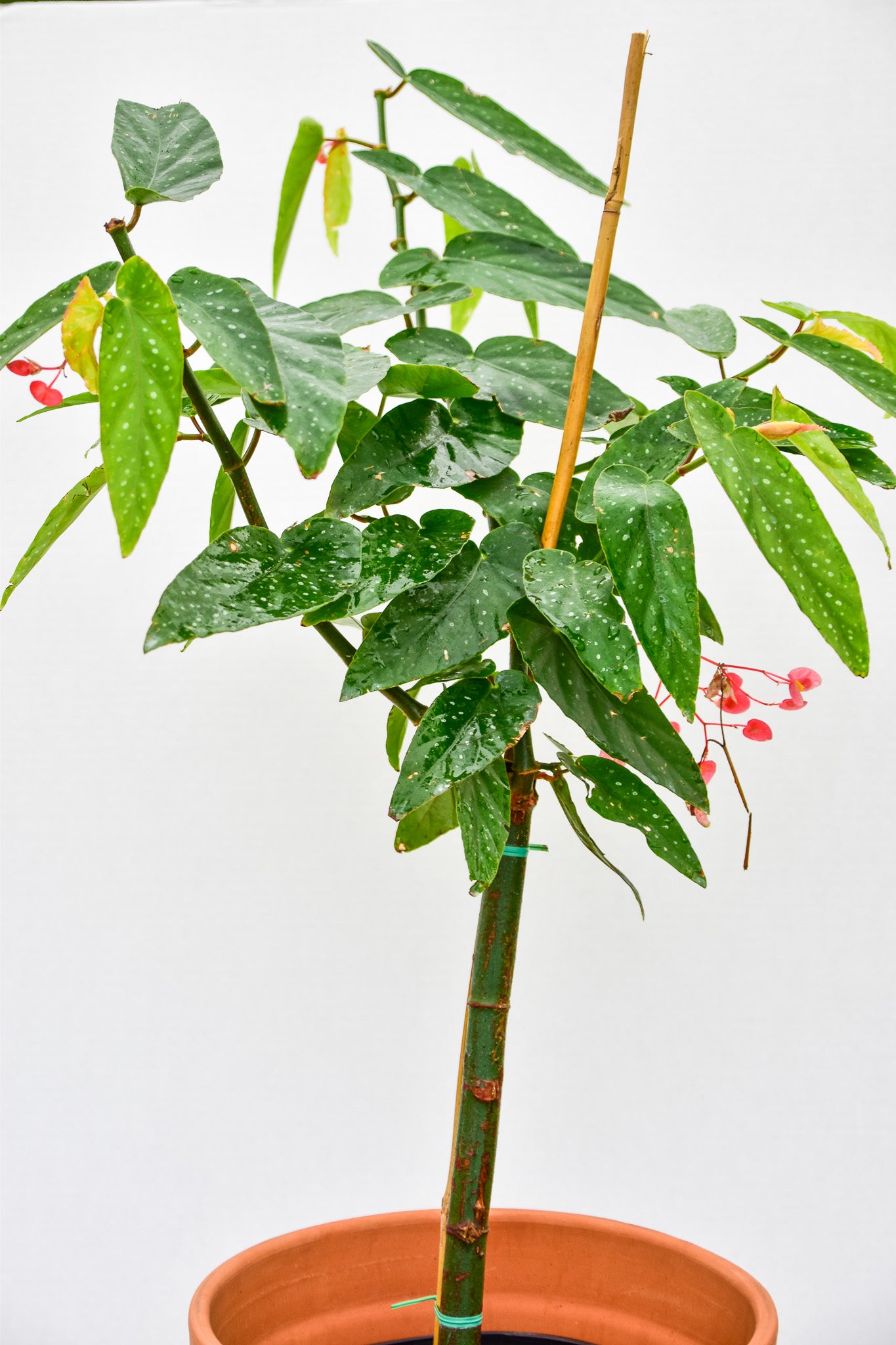 Begonia Tamaya, Bamboo Begonia Maculata - Belle's Greenhouse