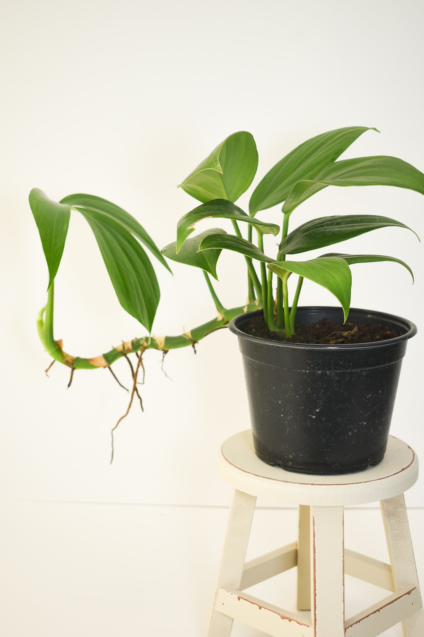 Rhaphidophora Decursiva - Dragon Tail Plant - Belle's Greenhouse