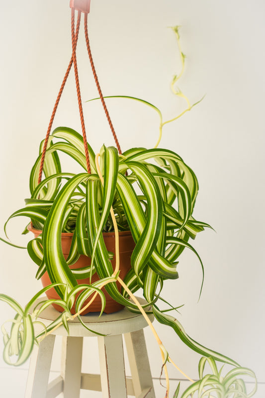 Curly Spider Plant - Belle's Greenhouse