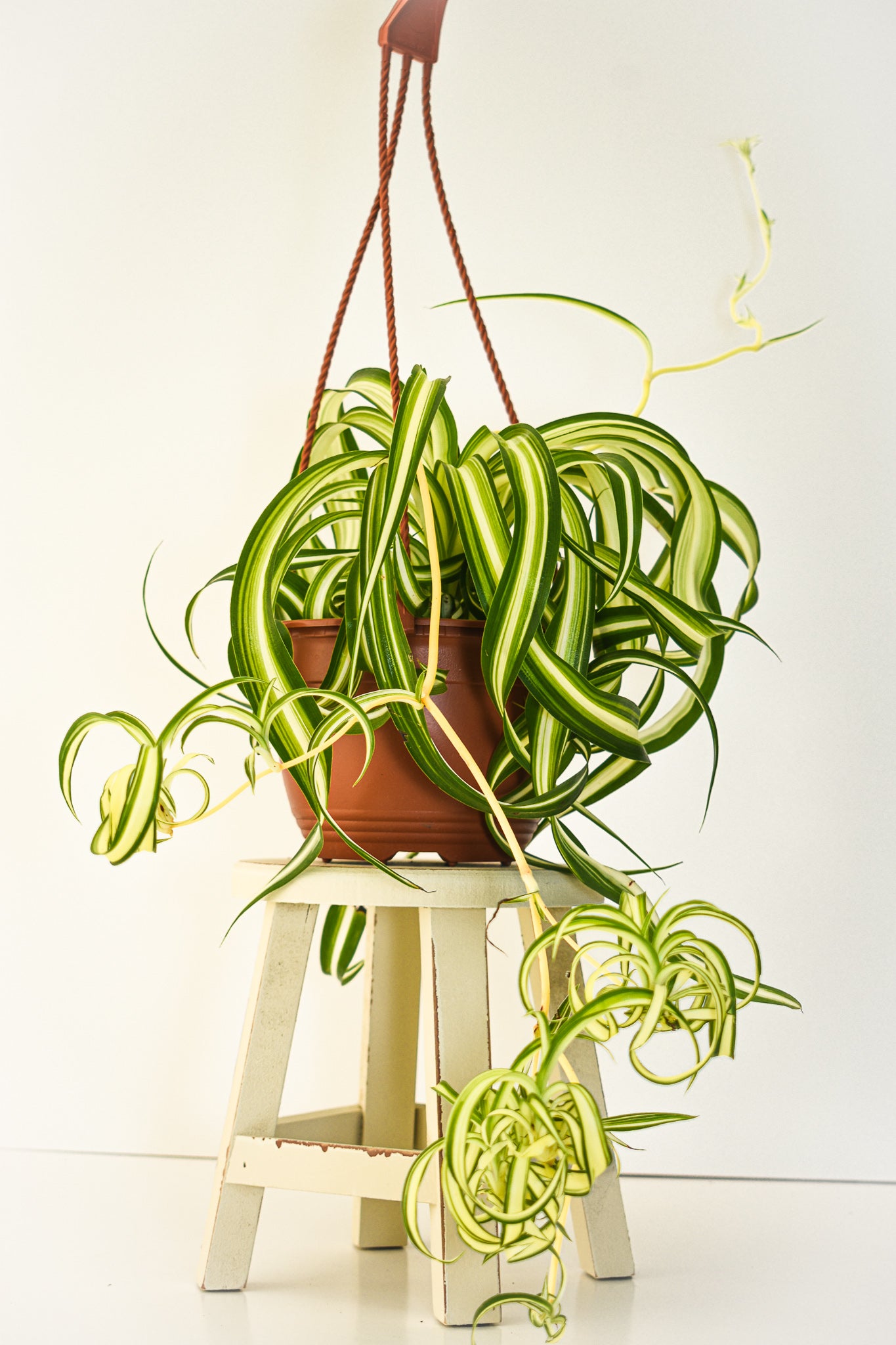 Curly Spider Plant - Belle's Greenhouse