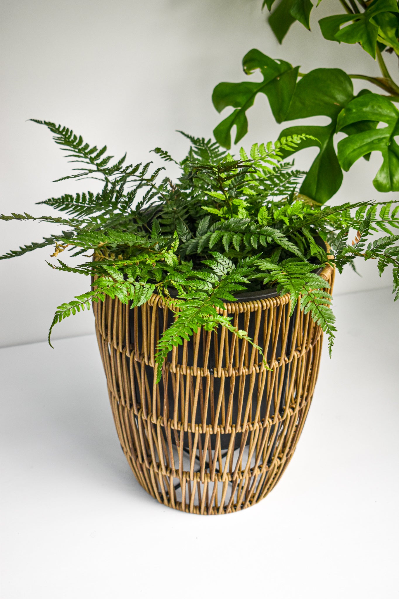 Wicker Basket Planter - Belle's Greenhouse