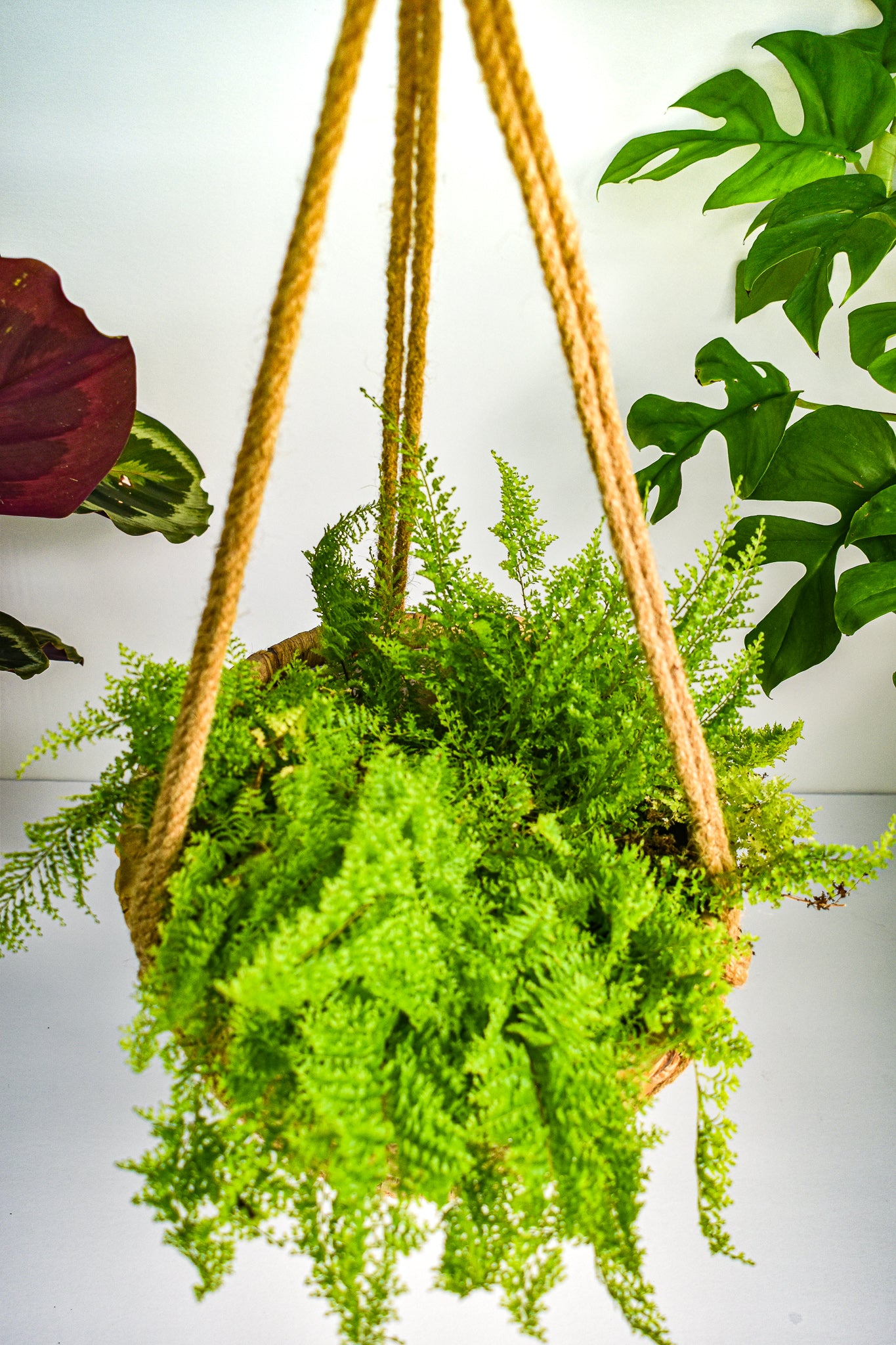 Natural Seagrass Hanging Planter - Belle's Greenhouse