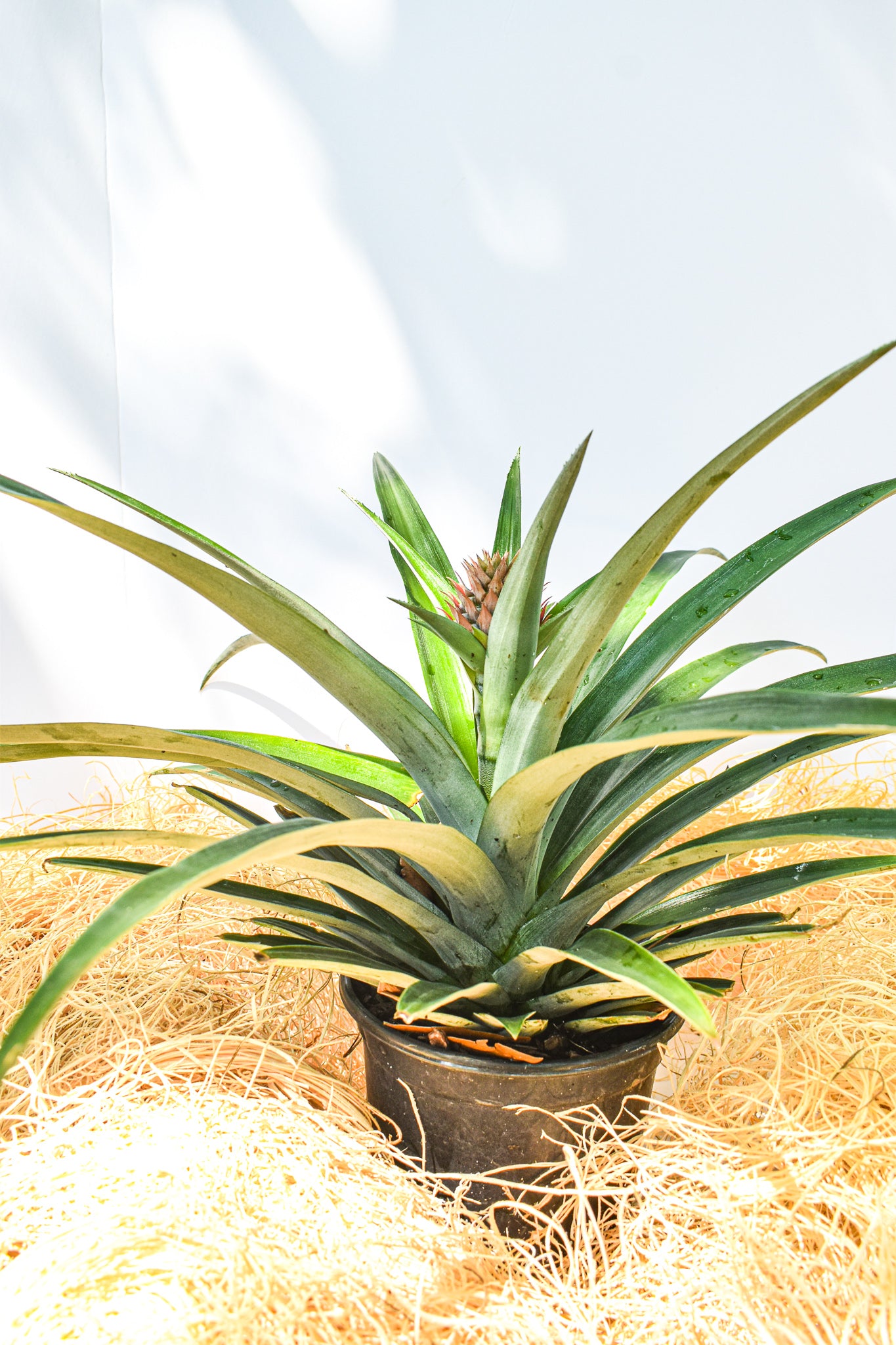 Pineapple Plant - Belle's Greenhouse