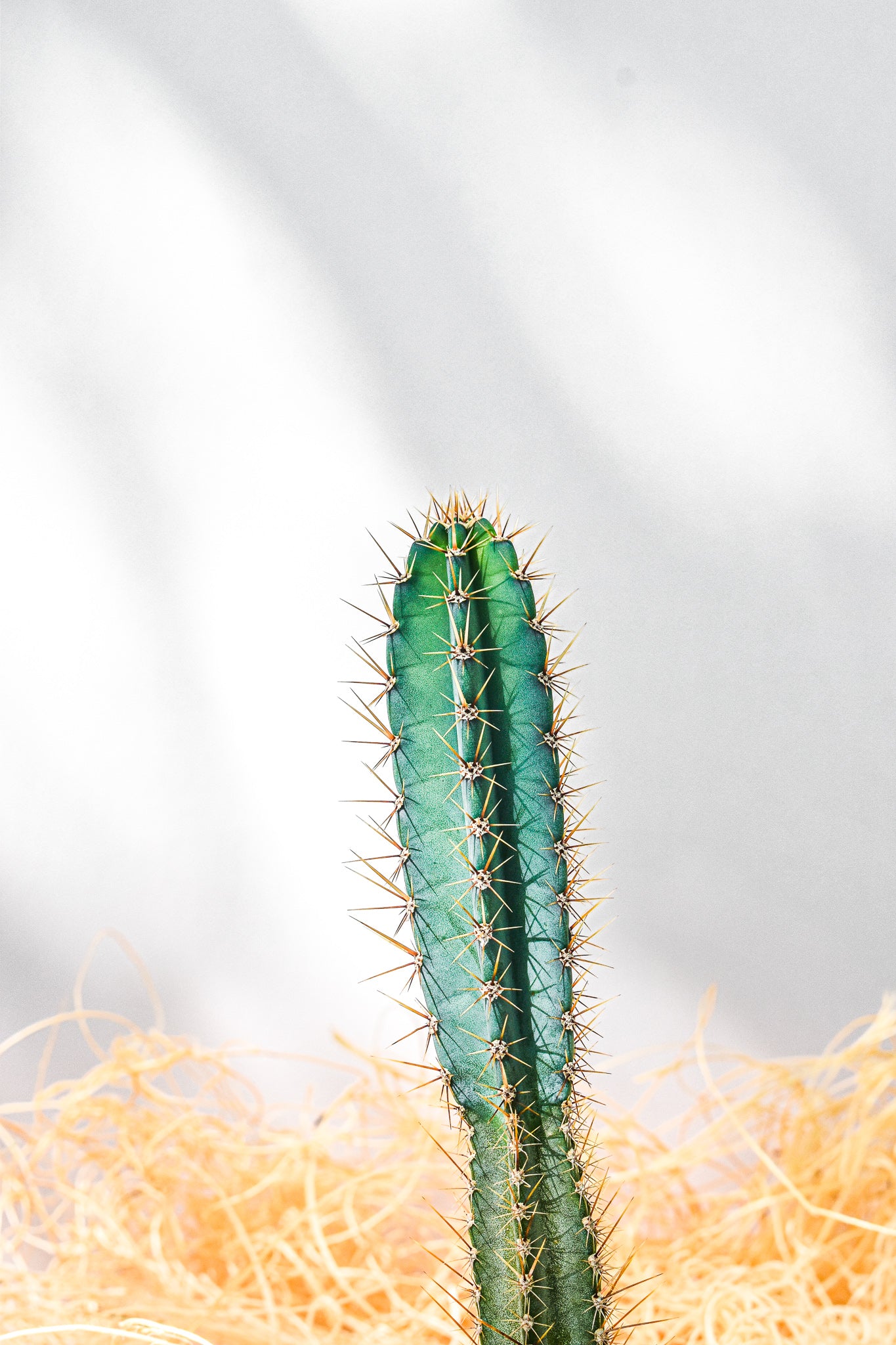 Saguaro cactus, Carnegiea Gigantean - Belle's Greenhouse