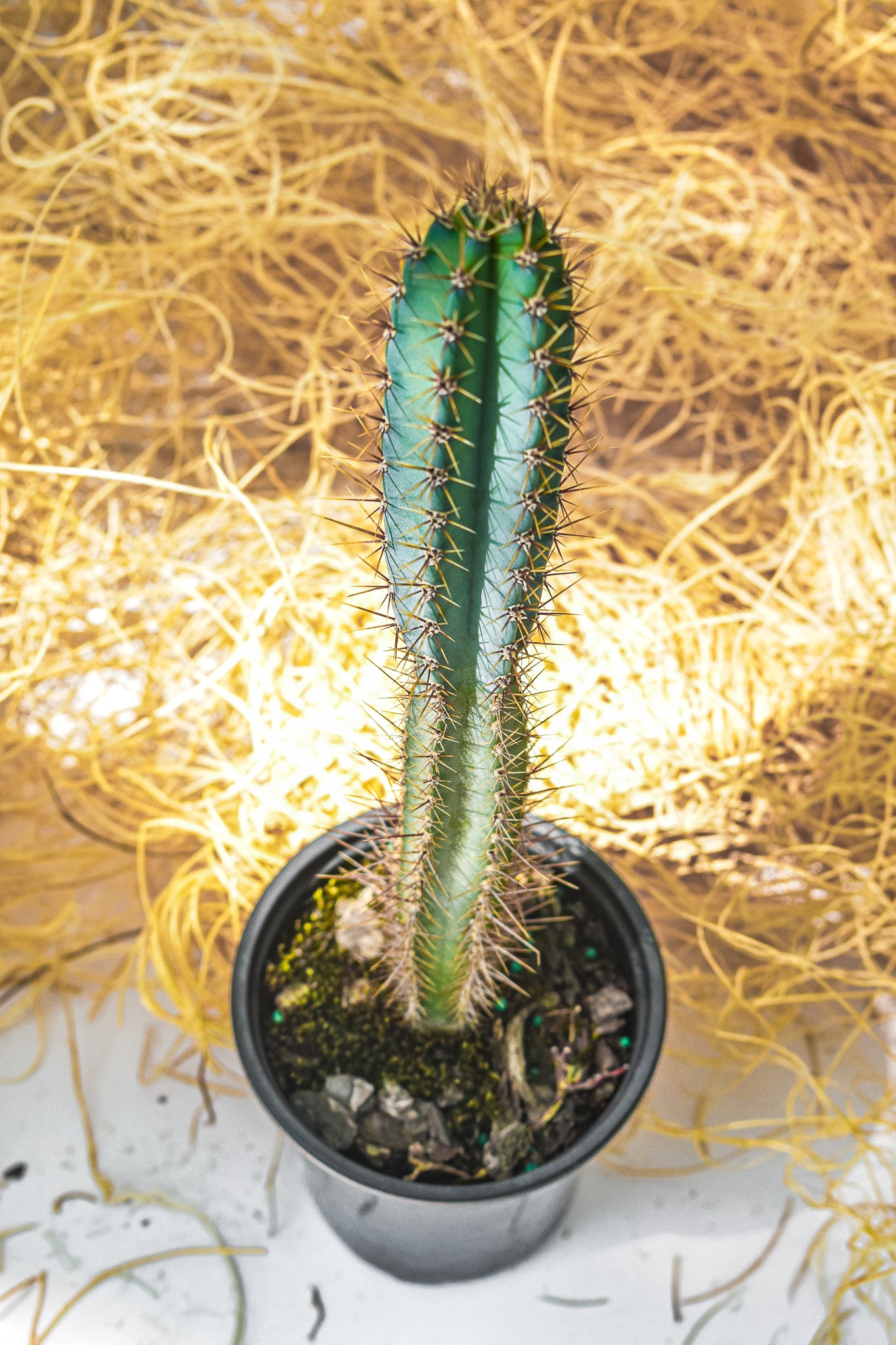 Saguaro cactus, Carnegiea Gigantean - Belle's Greenhouse
