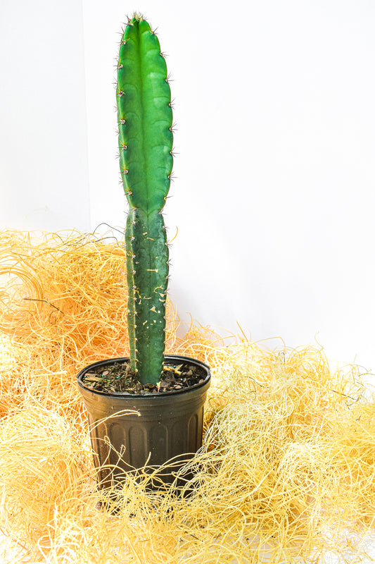 Sass & Belle - Cactus - Brumisateur pour plante