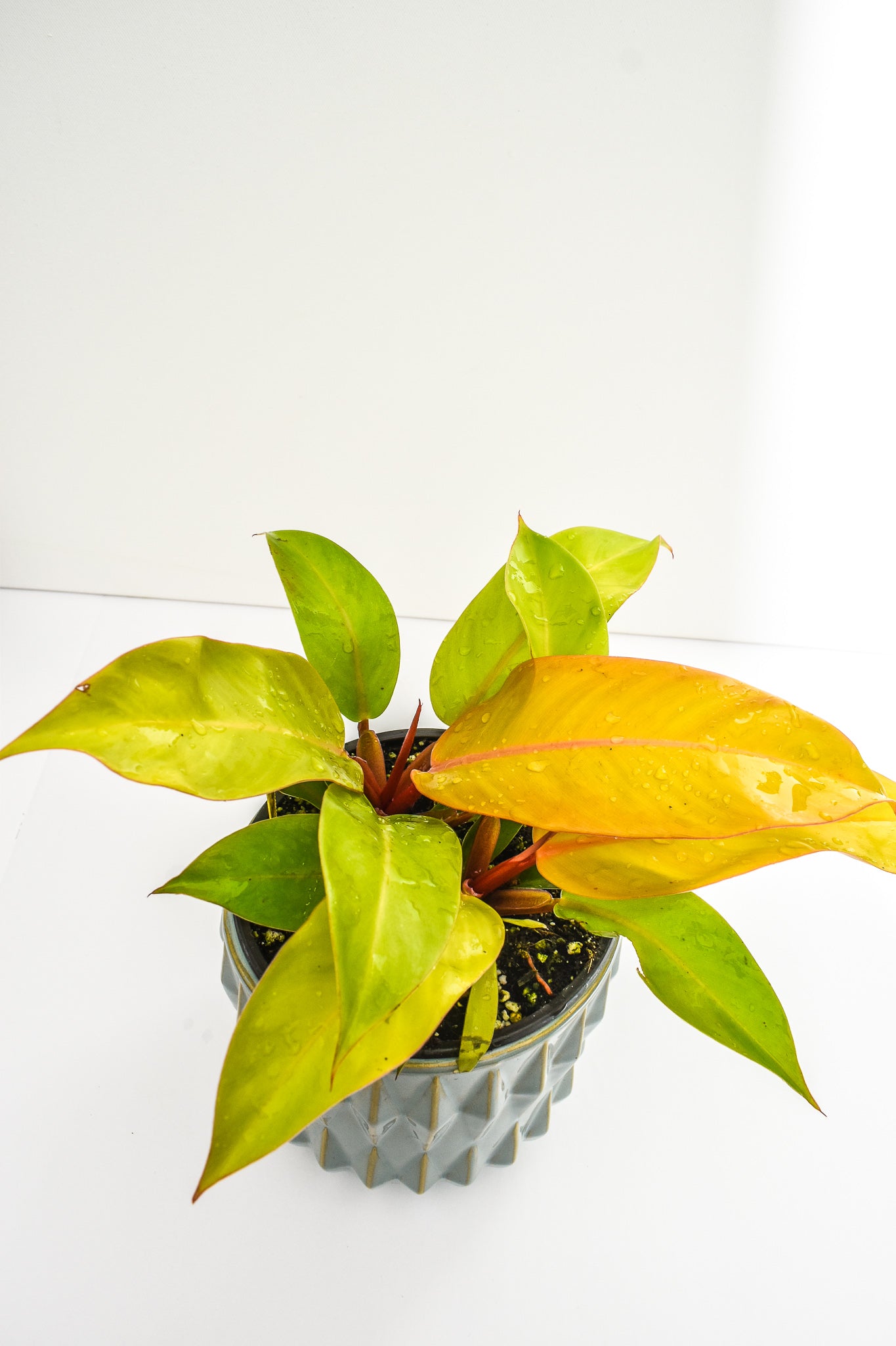 Philodendron Prince of Orange (Hybrid) - Belle's Greenhouse