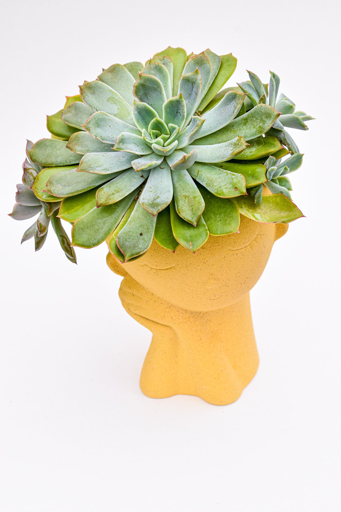Endearing Face Planter - Belle's Greenhouse