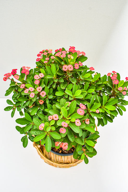 Dwarf Apache Crown of Thorns - Belle's Greenhouse