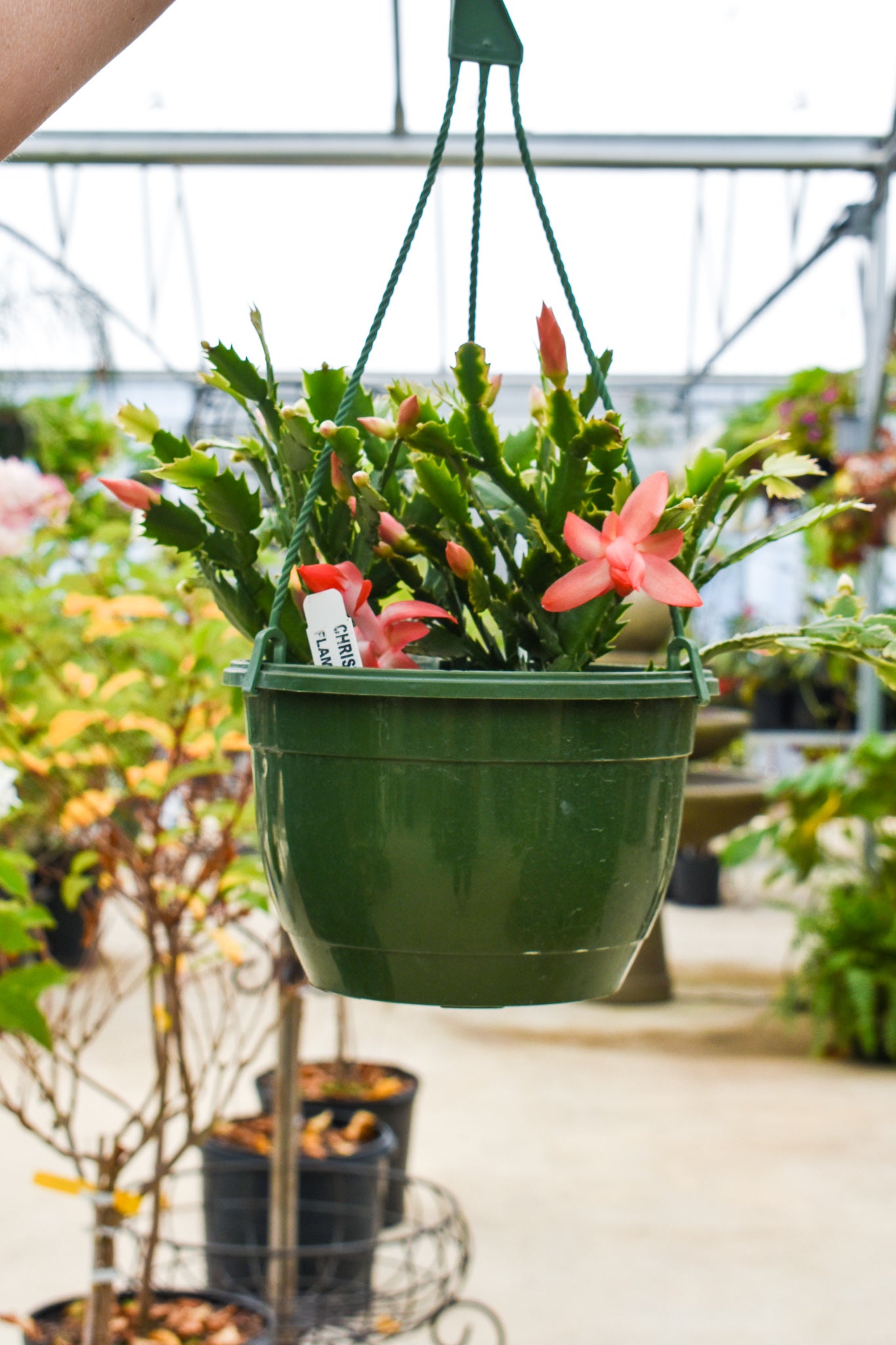 Christmas Cactus - Belle's Greenhouse