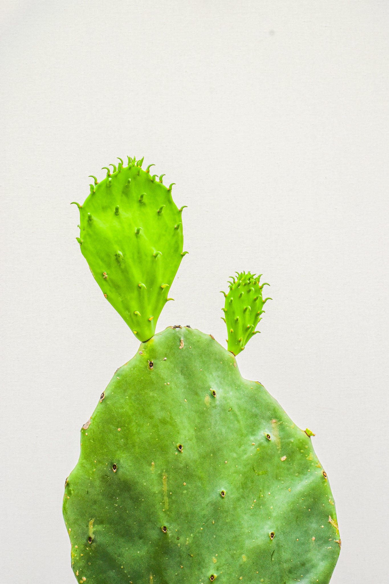 Prickly pear cactus (Opuntia) - Belle's Greenhouse