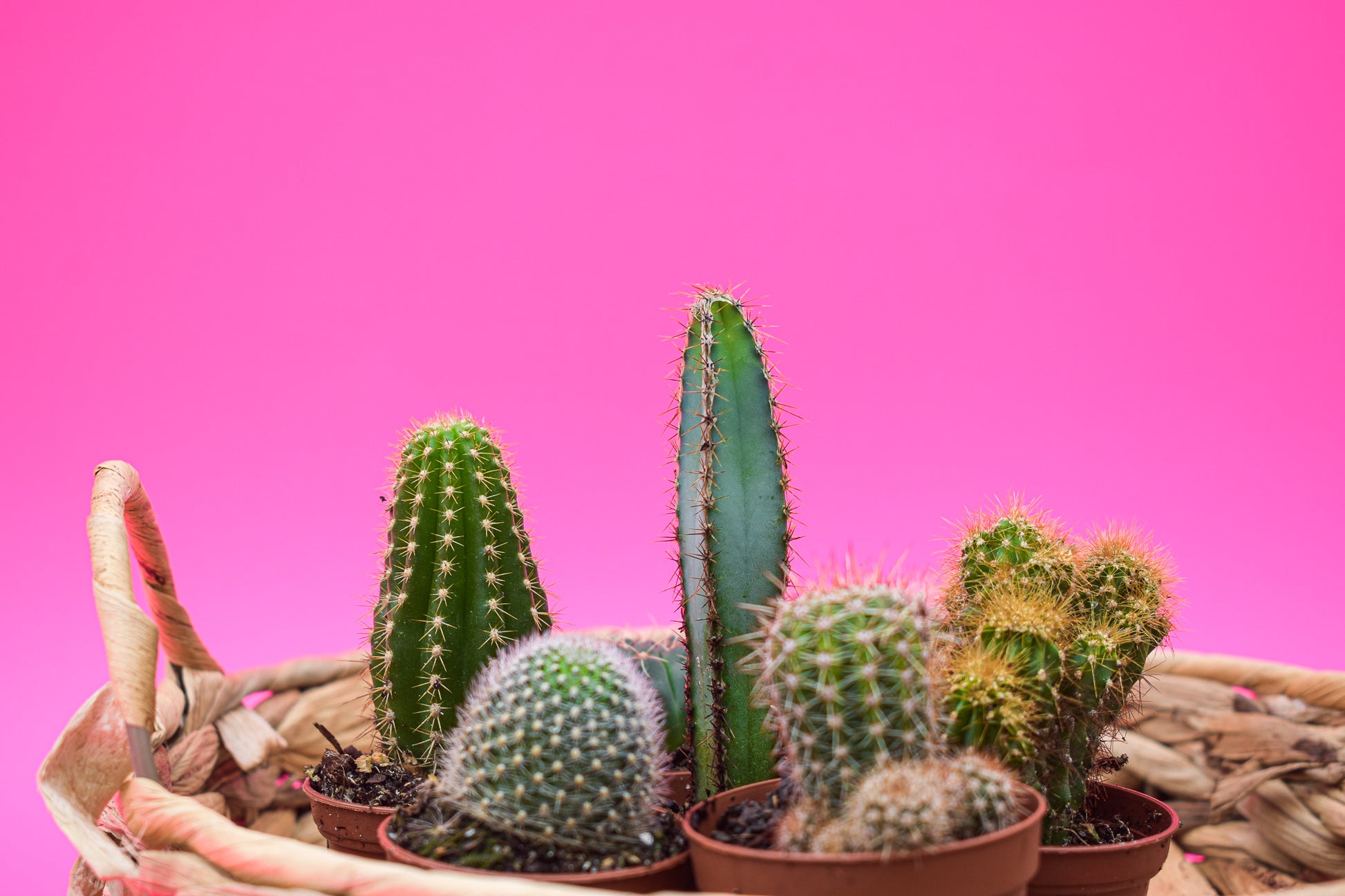 Can't touch this Cactus Collection: 7 pack - Belle's Greenhouse