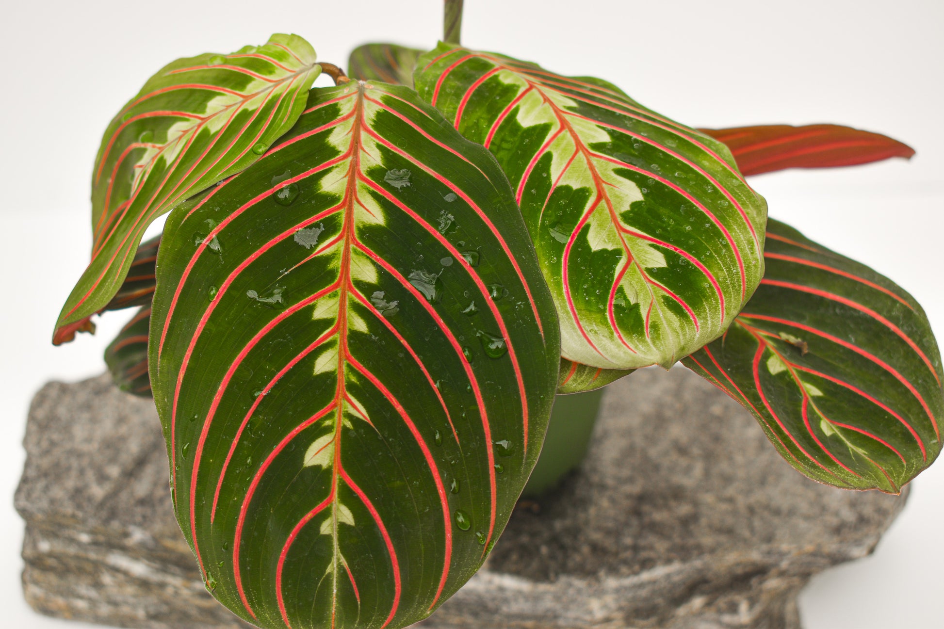 Maranta Leuconeura, Red Vein Prayer Plant – Belle's