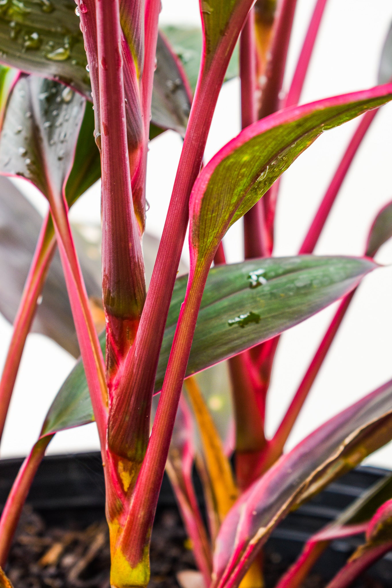 Cordyline Red Sister - Belle's Greenhouse