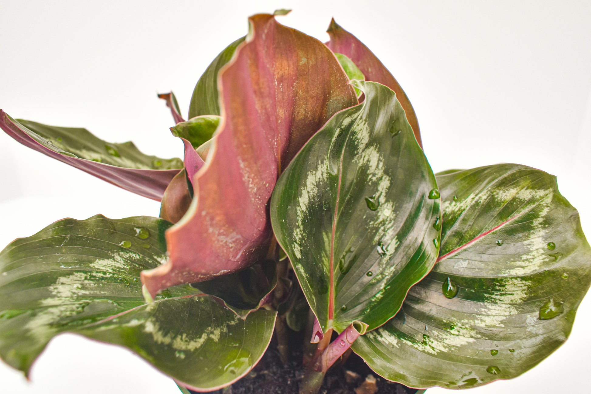 Calathea roseopicta 'Medallion' - Belle's Greenhouse