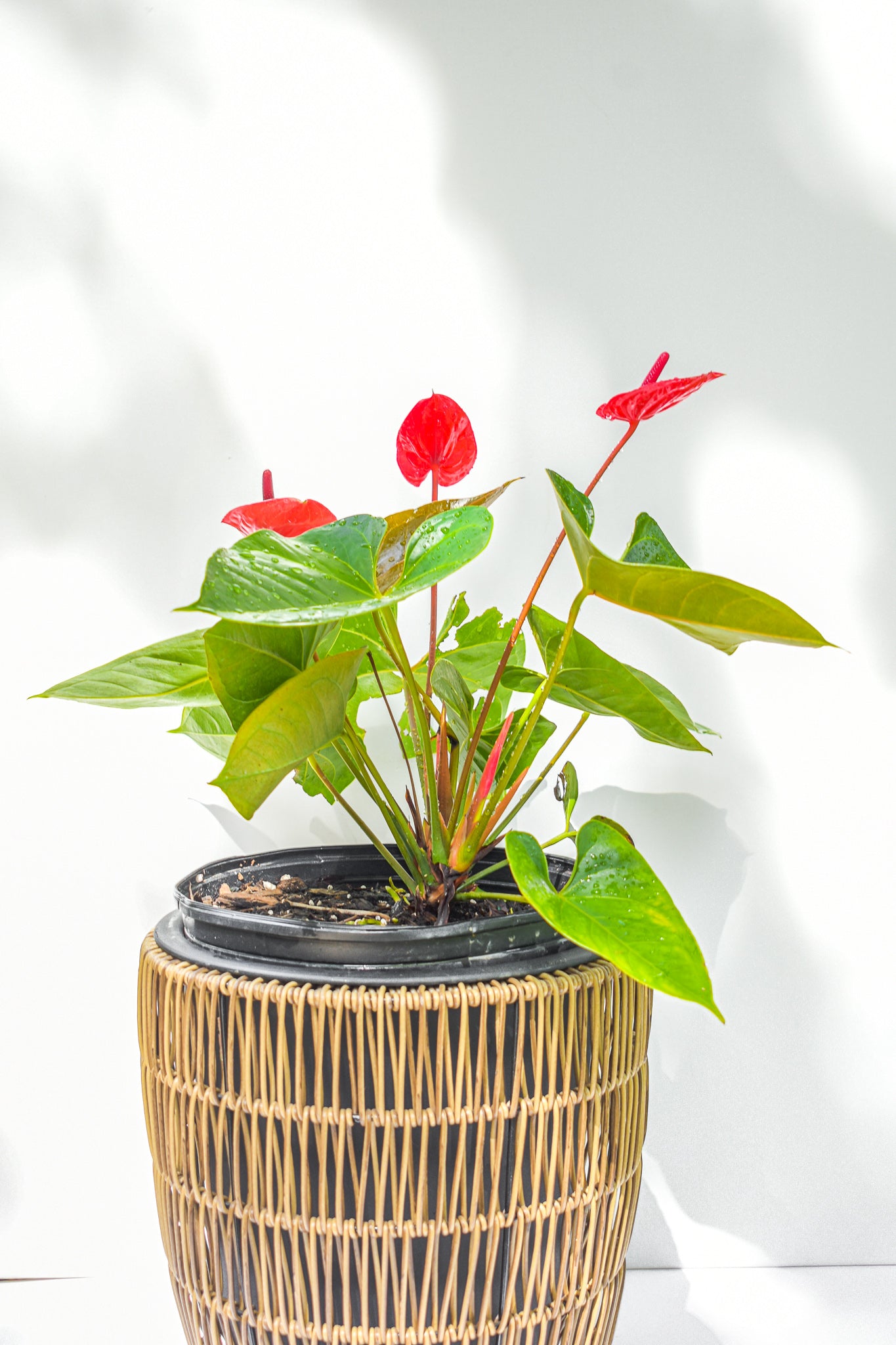 Anthurium Red, Flamingo Flower - Belle's Greenhouse