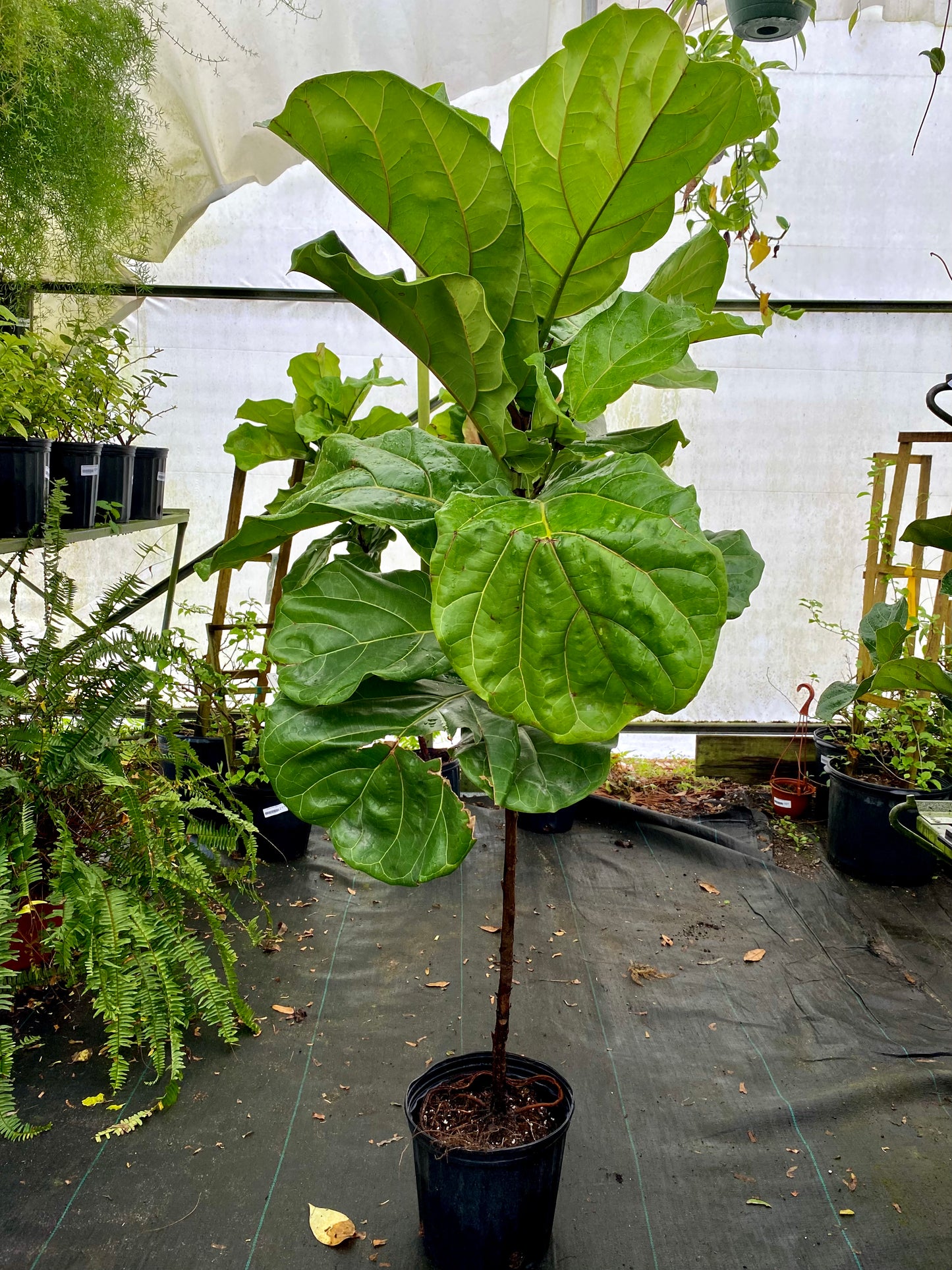 Ficus lyrata Bambino - Belle's Greenhouse