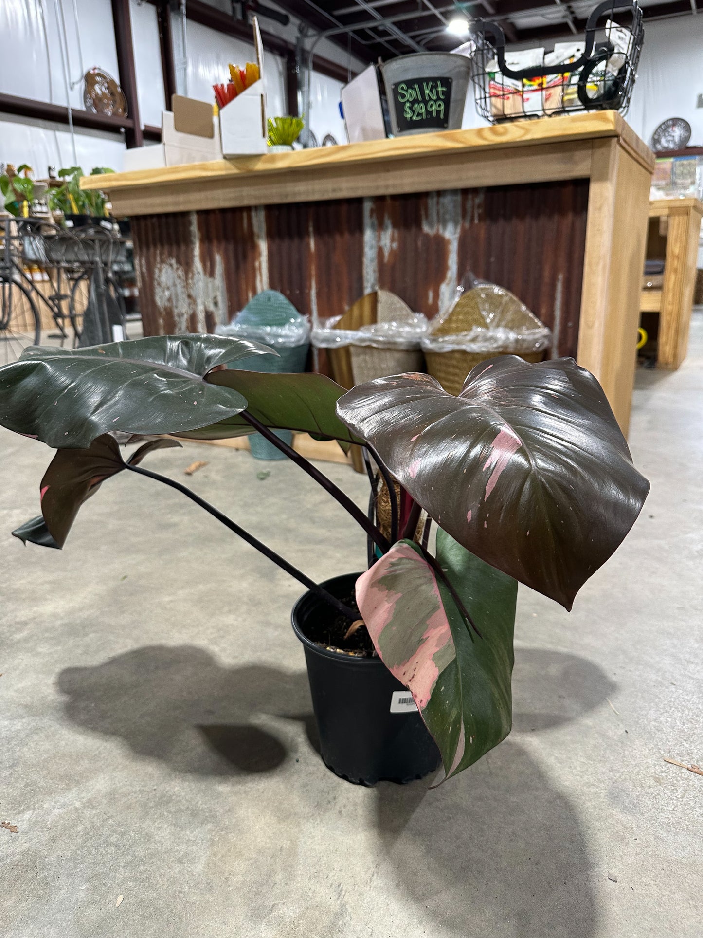 Pink Princess Philodendron - Belle's Greenhouse