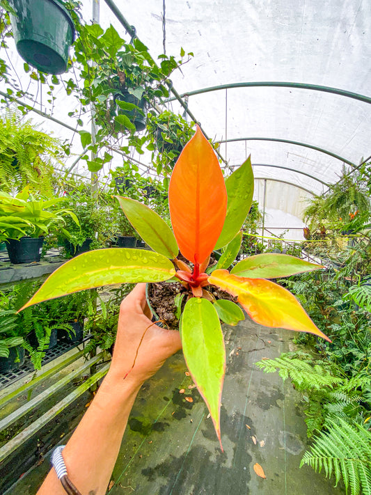 Philodendron Prince of Orange (Hybrid) - Belle's Greenhouse
